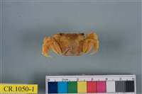 藏品(臺灣厚蟹)的圖片